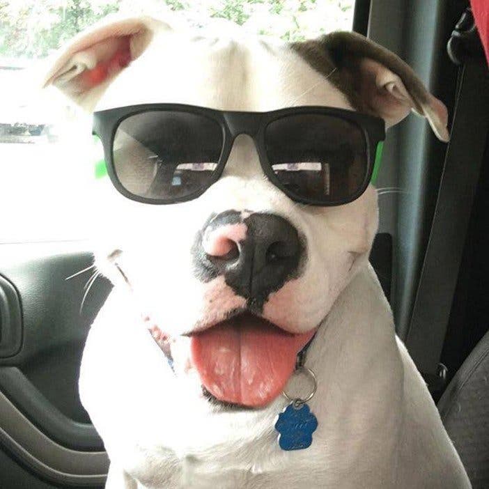 Un homme publie cette photo de son nouveau chien