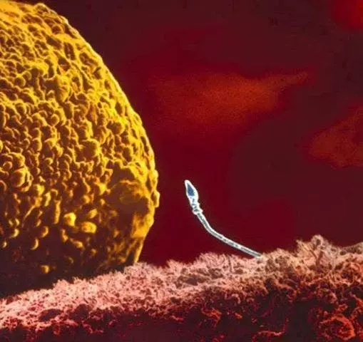 Un photographe capture chaque étape de la conception à l'accouchement