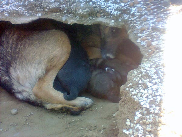 Une chienne refuse de s’éloigner d’une tombe