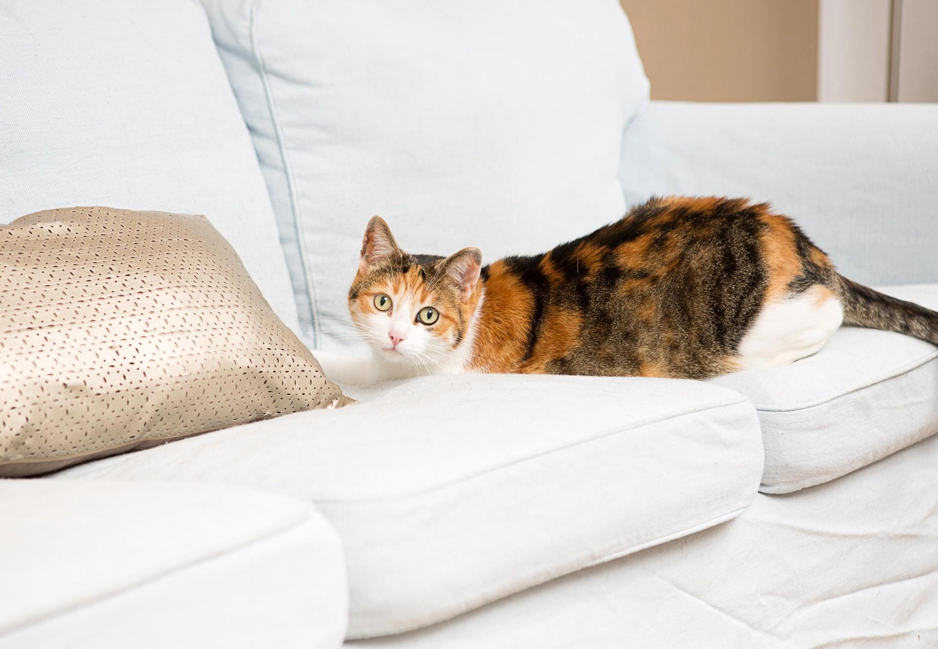 Chat chassant les souris