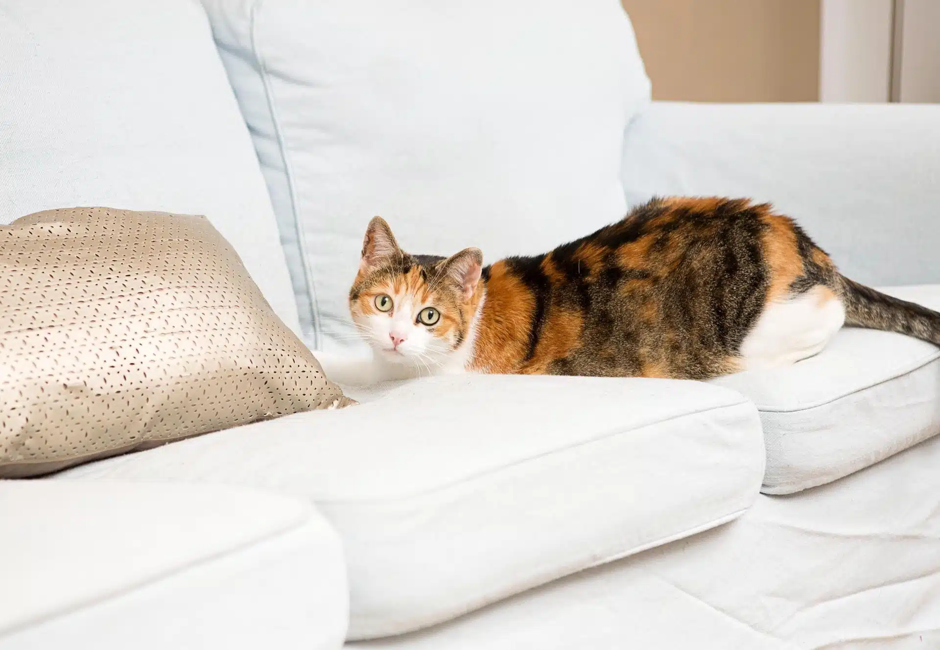 Chat chassant les souris