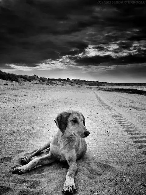 es gens qui pleurent la mort d’un animal