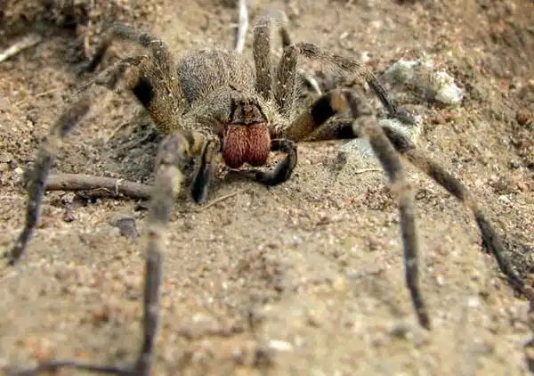 Araignée vagabonde se déplaçant au sol