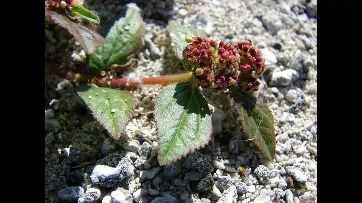 Préparation traditionnelle de plantes médicinales