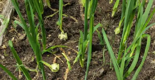 Plantation d'ail dans un jardin