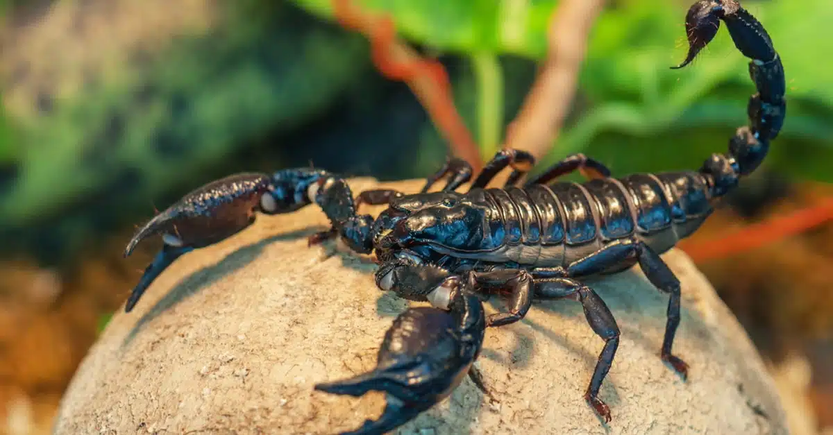 Scorpion en situation de défense