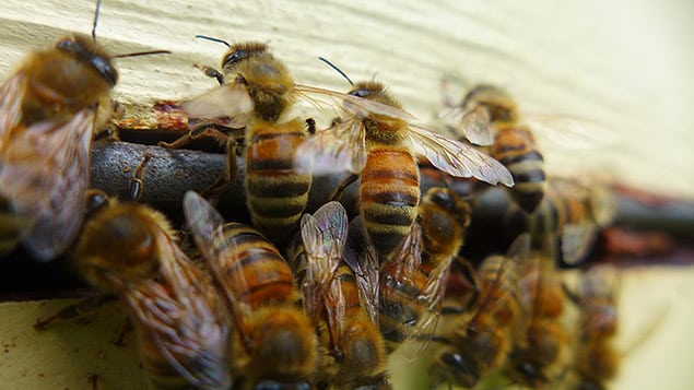 Alvéoles d'abeilles remplies de miel