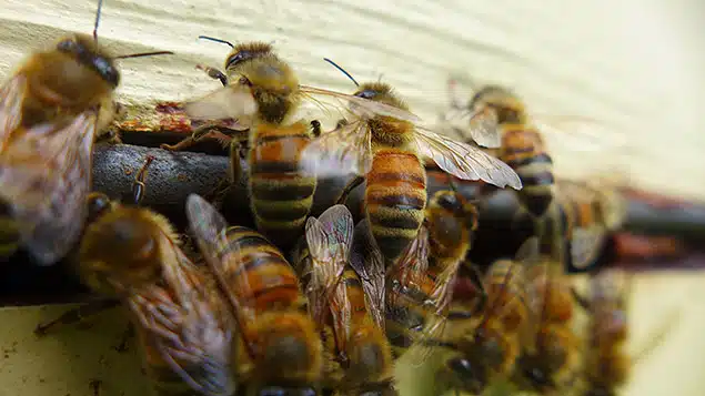 Alvéoles d'abeilles remplies de miel