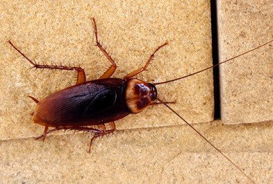 Cafard américain dans une maison