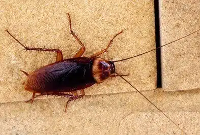 Cafard américain dans une maison