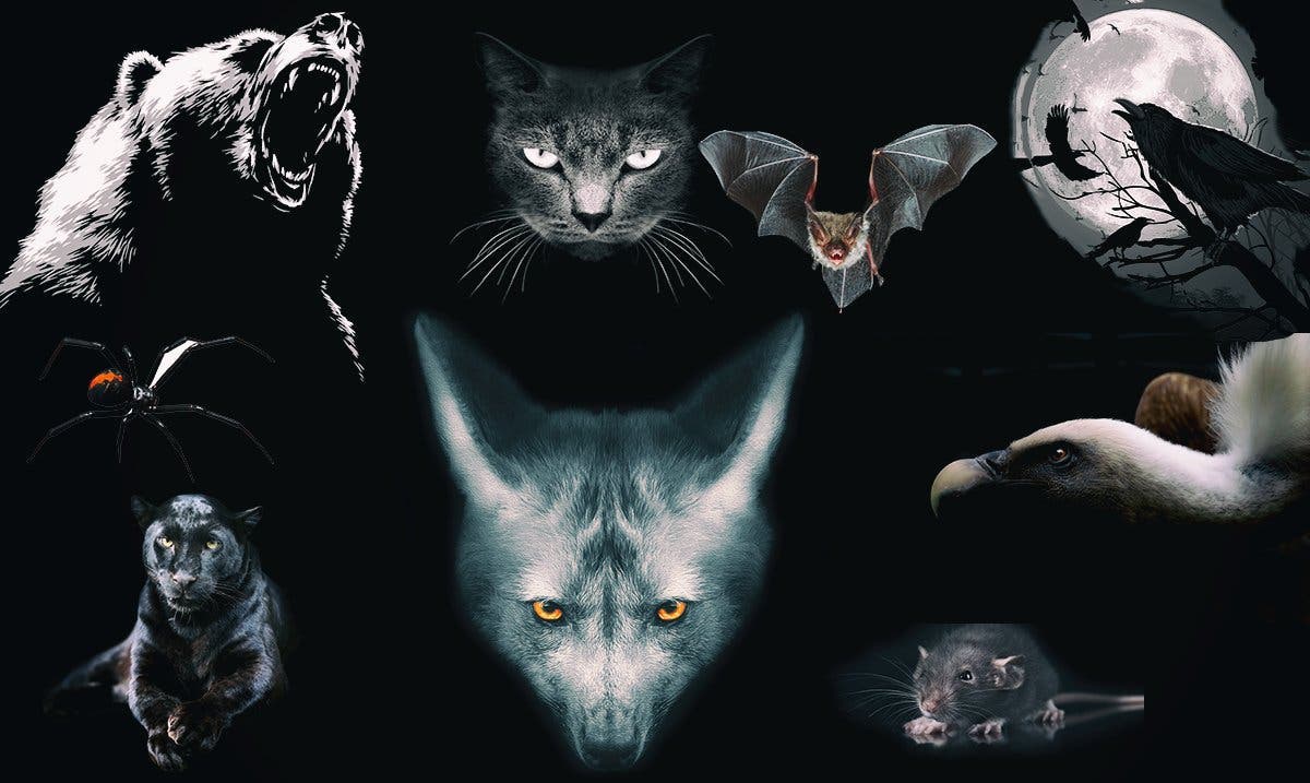 Avec ce test, il sera plus facile de se découvrir et de mettre à nu la face cachée de notre personnalité, laissant notre âme libre de toute confusion. Ce côté de notre personnalité que nous peinons à montrer, peut exprimer aussi bien nos forces que nos faiblesses. Et prendre conscience de notre côté fort, nous permettra tout au moins, de mettre en avant nos qualités intrinsèques, refoulées à l’intérieur, qui une fois dévoilées auront une influence très positive sur notre vie. Image https://themindsjournal.com/wp-content/uploads/2019/01/Choose-An-Animal-And-We-Will-Reveal-The-Darkest-Aspect-Of-Your-Personality-1.jpg Si vous avez envie de comprendre l’aspect véritable de votre personnalité, il vous suffit de regarder cette image, et de choisir instinctivement un animal y figurant. Ce choix doit être fait d’une manière spontanée sans vraiment prendre le temps de réfléchir. 1. Le chat noir Si votre choix s’est porté sur le chat noir, cela signifie que vous avez une personnalité qui comporte deux aspects contradictoires. Vous représentez d’une part la douceur, le calme, la sérénité et le caractère enjoué du chat, d’autre part, l’aspect sauvage et rebelle caractéristique du tempérament de ce félin. Le chat noir a depuis toujours fait l’objet de nombreuses superstitions, l’associant à un porte malheur mais également au mystère et à la force tranquille. A l’instar de l’élégance qu’incarne ce chat, vous ne manquez pas de charisme, de séduction, mettant tous ceux qui croisent votre chemin sous le charme de votre personnalité atypique. 2. L’ours L’ours personnifie la force, le courage, la résilience et la persévérance. Si vous avez choisi cet animal, vous démontrez votre capacité de vous battre pour ce qui vous tient à cœur. De plus, votre quête du pouvoir vous incite à user de tous les moyens afin d’y parvenir, même s’ils ne sont pas toujours légitimes. Votre ambition démesurée tend souvent à vous tendre des pièges, desquels vous avez du mal à vous défaire. L’abus de pouvoir peut prendre le dessus et vous pousser à obtenir des avantages indus, pourvu que vous arriviez à vos fins. 3. Le corbeau Malgré la mauvaise réputation du corbeau, en tant que messager de mauvais présages, le choix que vous aurez fait concernant cet animal montre que vous êtes une personne intelligente, qui s’adapte aux gens et aux différentes situations. Vous avez le don de cacher le côté sombre de votre personnalité et vous faites souvent semblant d’être la personne que vous n’êtes pas en réalité. Toutefois, la méchanceté ne fait pas partie de votre tempérament à moins que l’on vous provoque ou que l’on vous blesse. 4. Le loup Le loup est un animal qui allie aussi bien l’agressivité, la rage que la loyauté et la paix. Ce choix démontre la contradiction qui caractérise votre personnalité selon les circonstances. A l’instar de cet animal, vous pourrez démontrer votre côté amical, inoffensif qui recherche la paix en premier lieu. Mais vous pourrez aussi extérioriser votre férocité et votre fureur lorsque cela devient nécessaire, notamment lorsque vous vous sentez menacé par un danger. 5. Le vautour Sans pitié ni compassion, le vautour peut s’attaquer à toute personne vulnérable. Le choix de cet oiseau est représentatif d’une personnalité influencée par un côté sombre sans détour. Toutefois, il serait important de préciser que ce rapace n’attaque qu’en cas de nécessité sans une intention réelle de nuire. Aussi, tout comme cet animal, vous pourrez être brutal et féroce mais seulement avec ceux qui le méritent. Si ces derniers vous nuisent et s’attaquent à vous, ils seront à la merci de votre animalité atroce et bestiale.