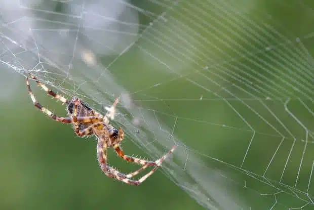 Araignée contrôlant sa toile