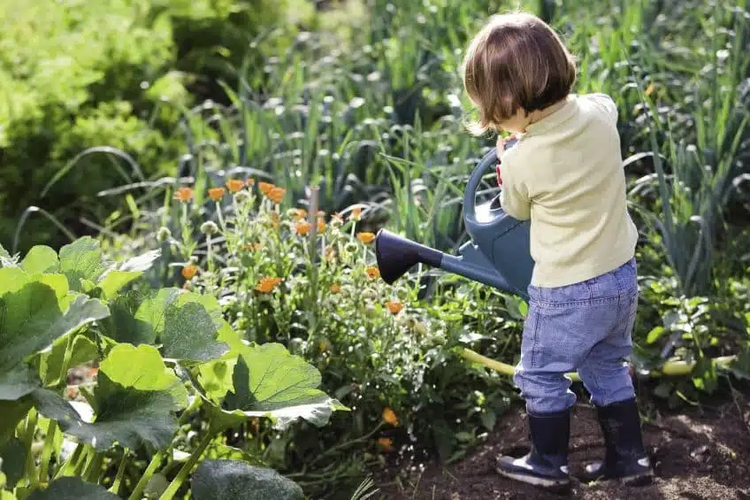 Arrosage des plantes