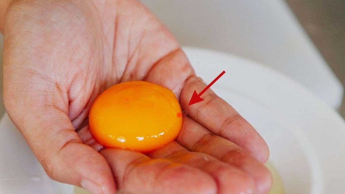 Œuf coupé montrant une tache rouge dans le jaune