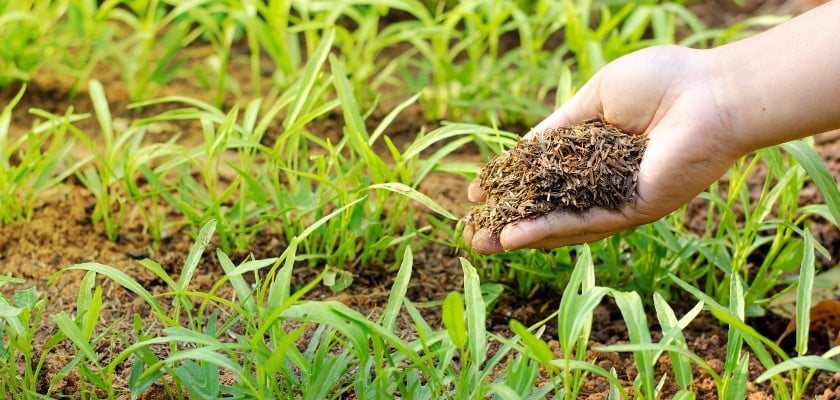 Jardin fertile avec engrais naturels