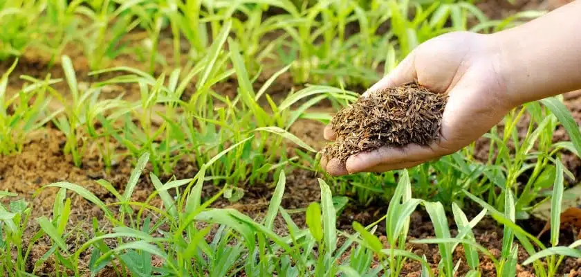Jardin fertile avec engrais naturels