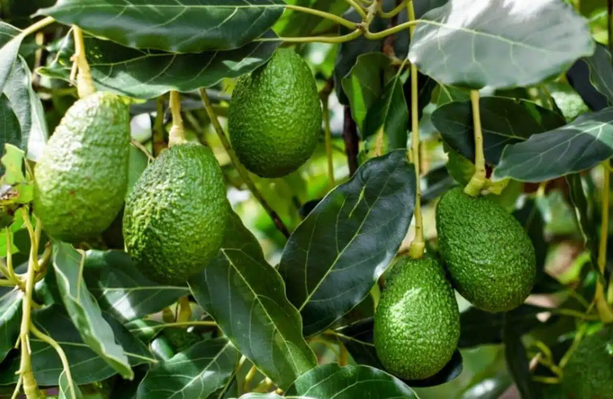 Avocatier portant des fruits