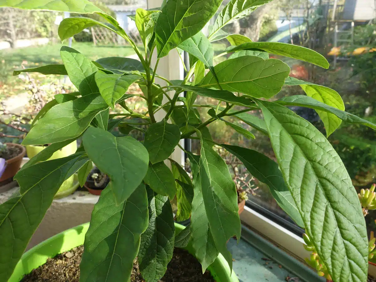 Jeune avocatier en pot avec de belles feuilles vertes