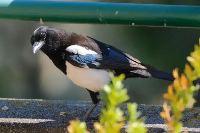 Une pie observant depuis le rebord d'une fenêtre, à l'intérieur d'une maison