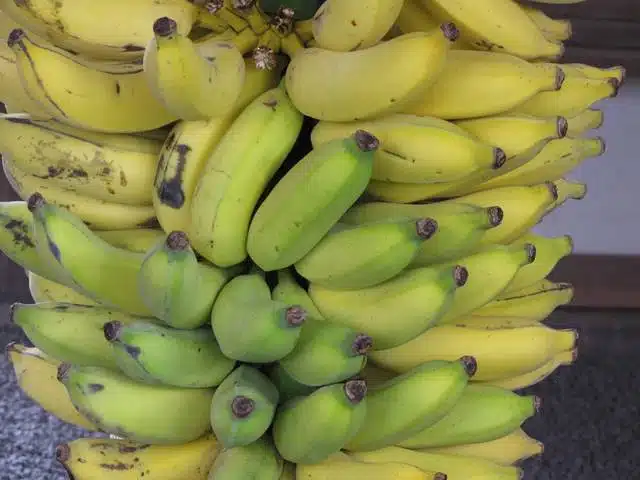 Banane plantain sur un fond naturel