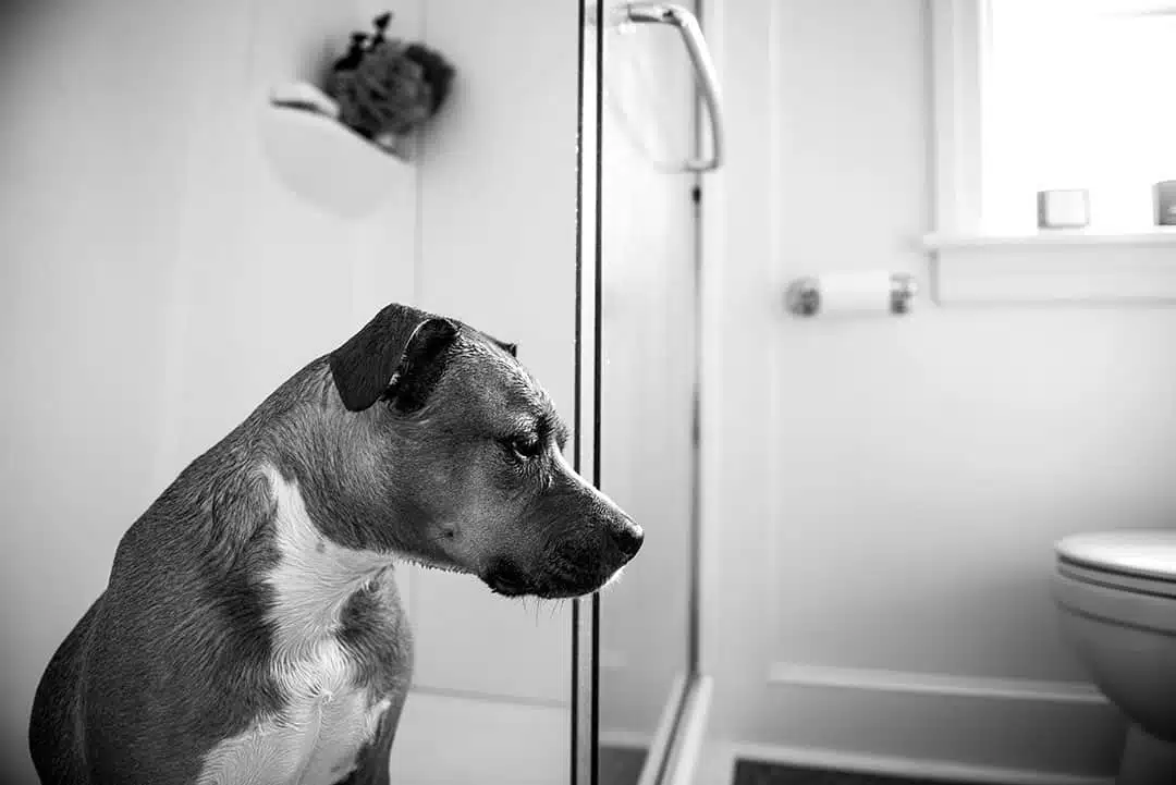 Chien suivant son maître aux toilettes