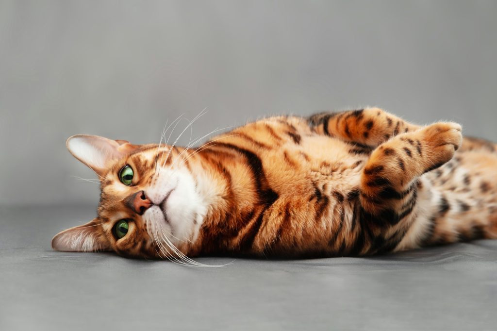 Chat nécessitant des soins vétérinaires