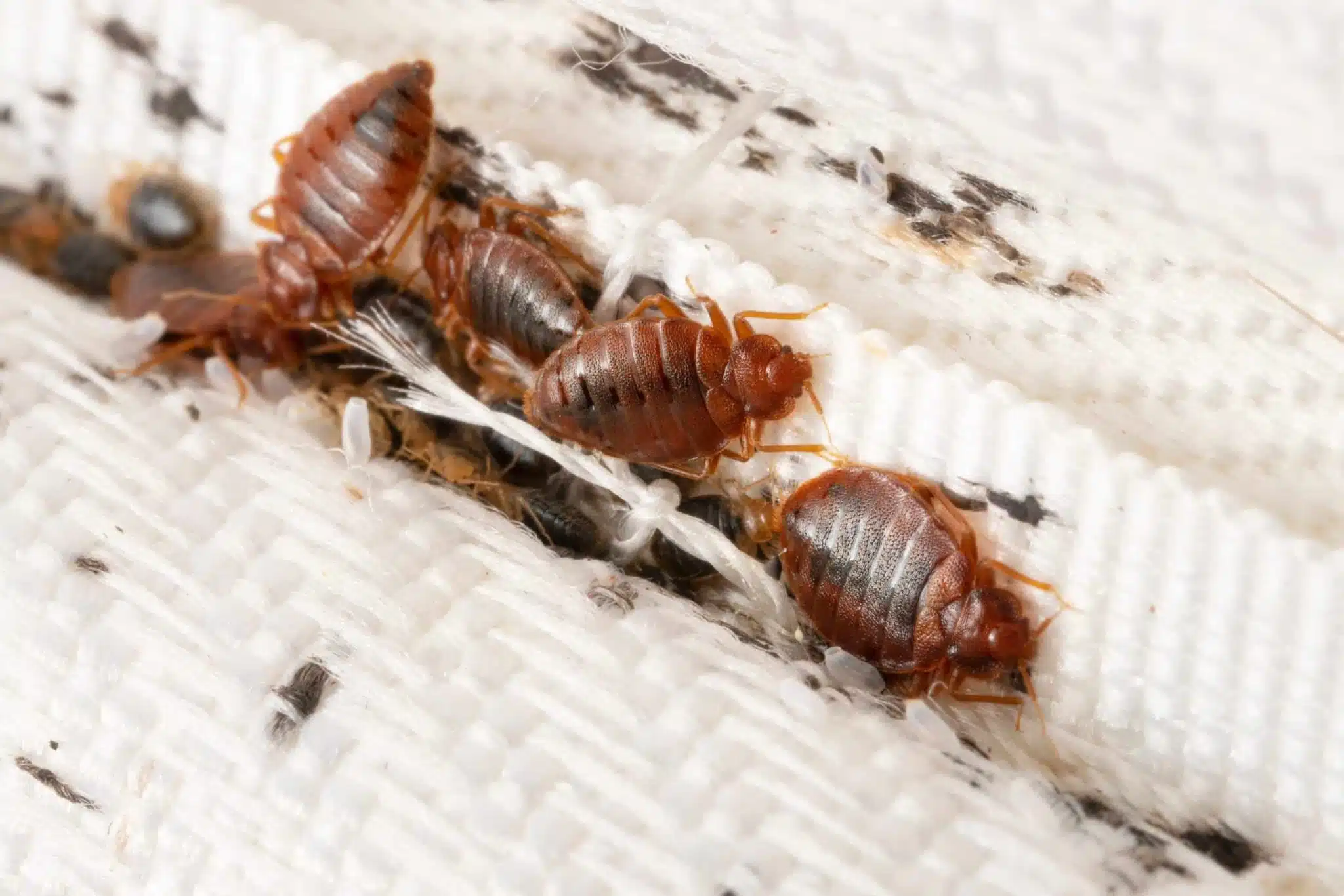 Matelas infesté d'acariens et punaises de lit