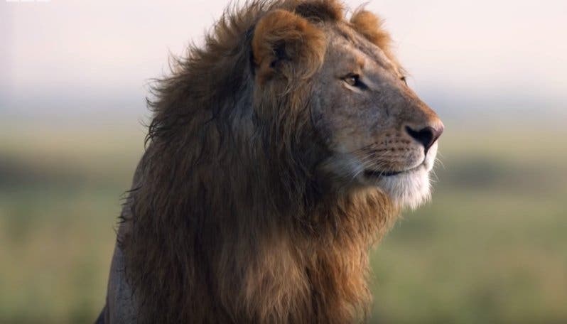 esprit animal qui gouverne votre signe du zodiaque