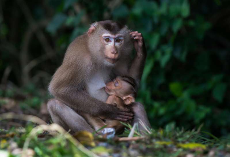 esprit animal qui gouverne votre signe du zodiaque