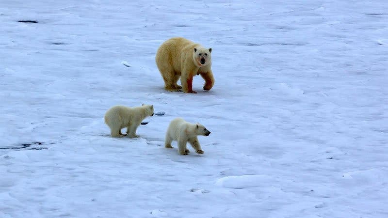 esprit animal qui gouverne votre signe du zodiaque