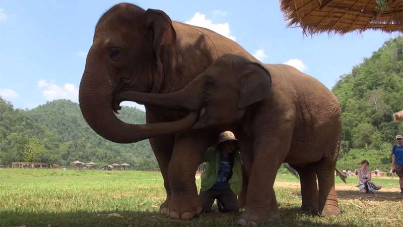esprit animal qui gouverne votre signe du zodiaque