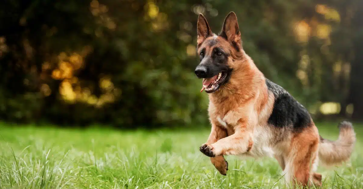 Naya, la chienne héroïque