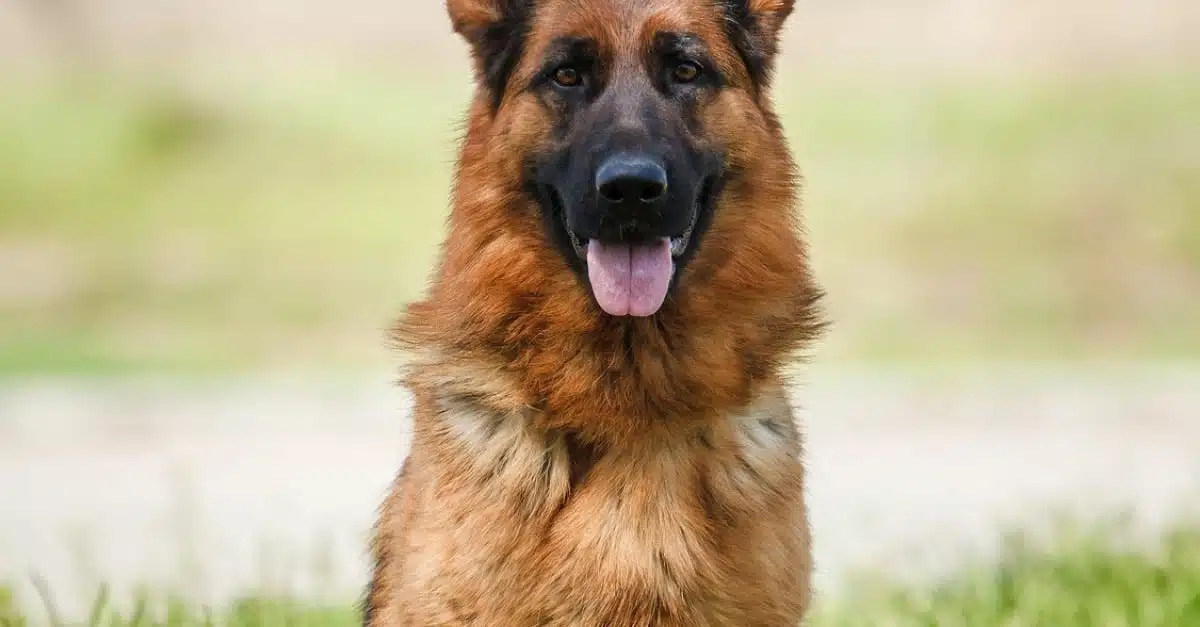 Berger allemand héroïque
