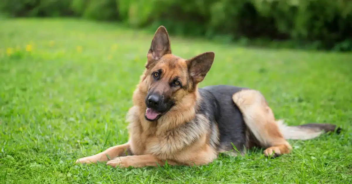 Berger allemand apaisé dans un salon