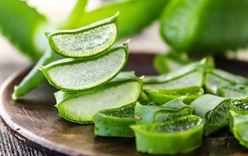 Plante d'aloe vera