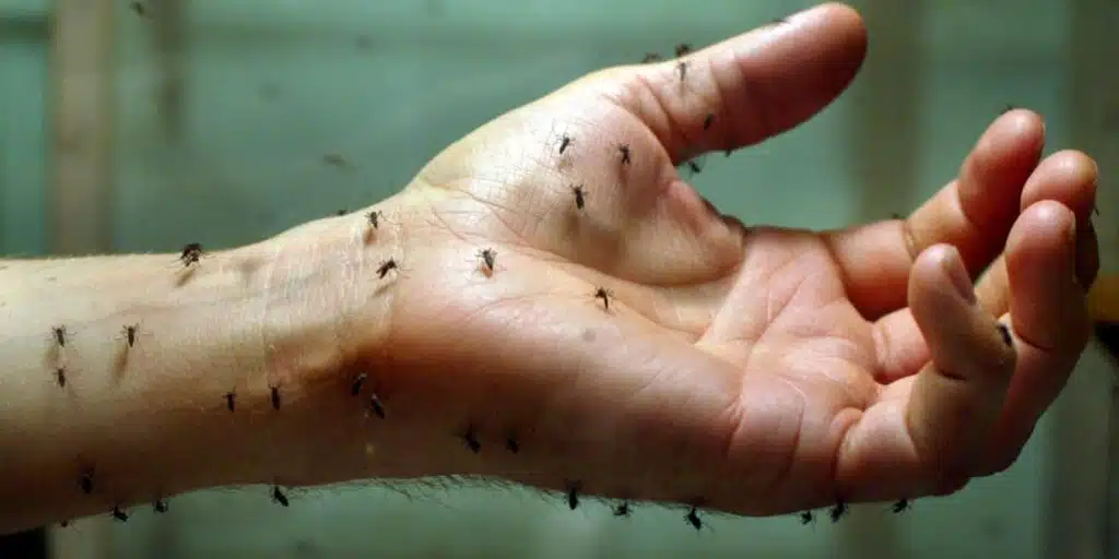 Illustration de méthodes anti-moustiques