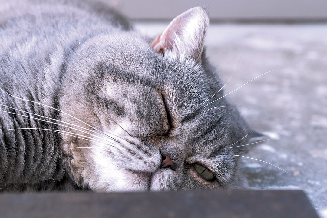 Chat âgé dormant profondément