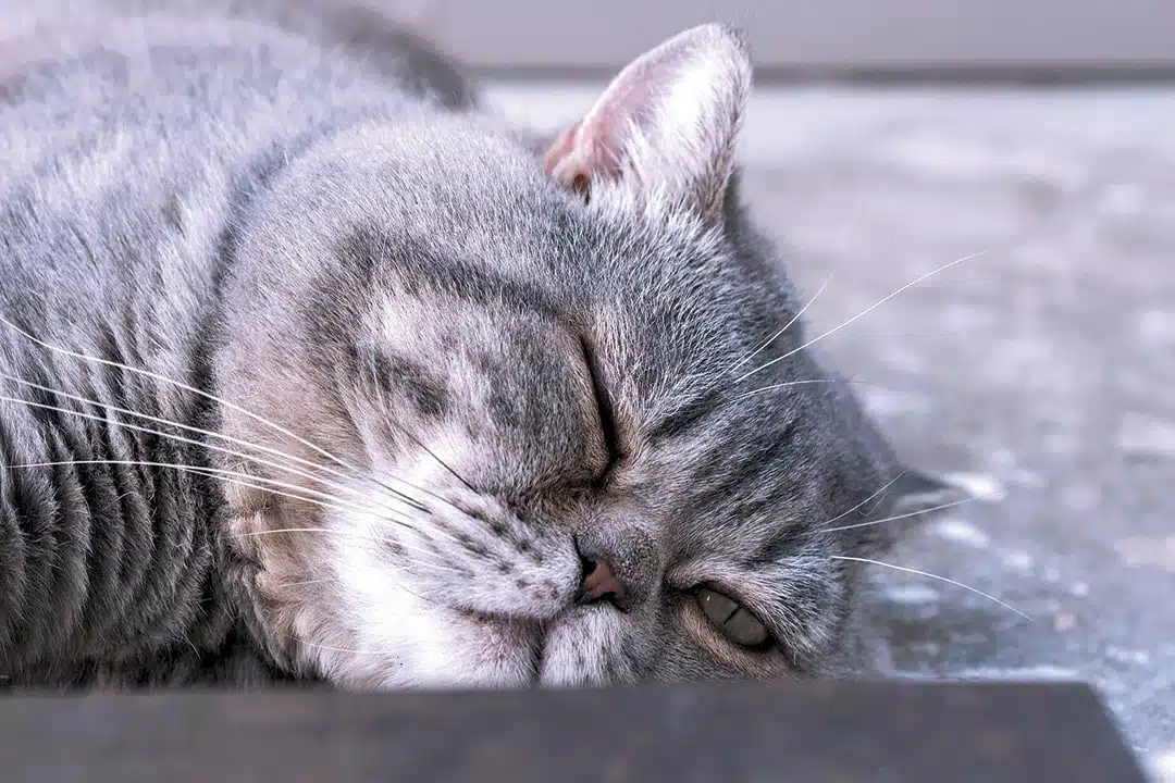 Chat âgé dormant profondément