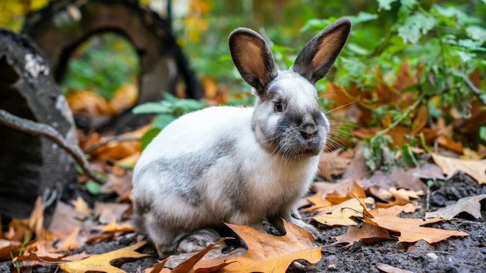 Lapin et corbeau dans un champ