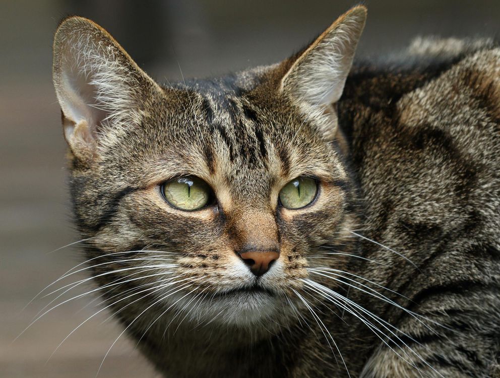 Oiseau chantant près d'un chat