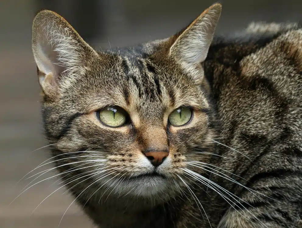 Oiseau chantant près d'un chat