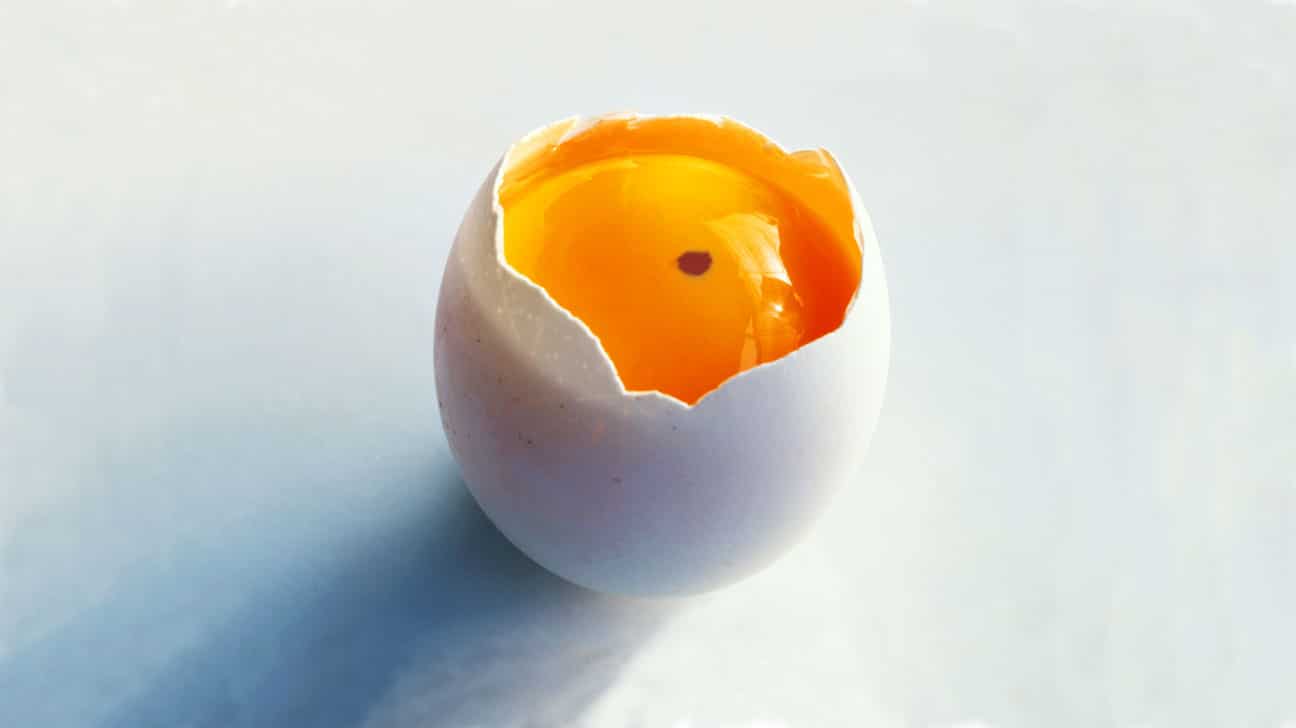 Œuf avec tache de sang