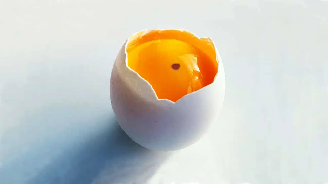 Œuf avec tache de sang
