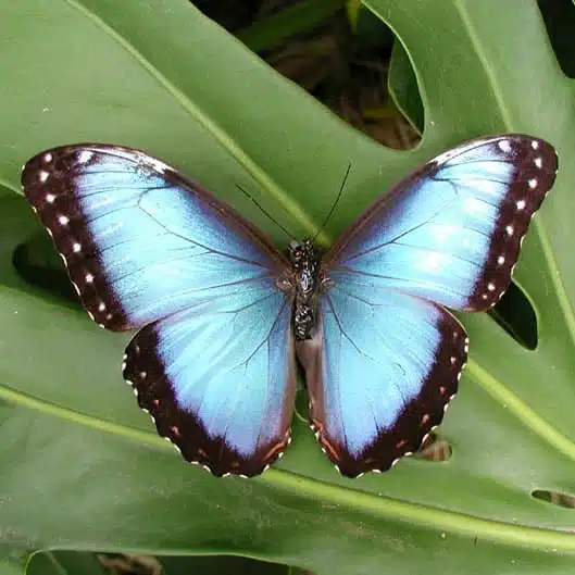 Magnifique papillon bleu posé sur une feuille