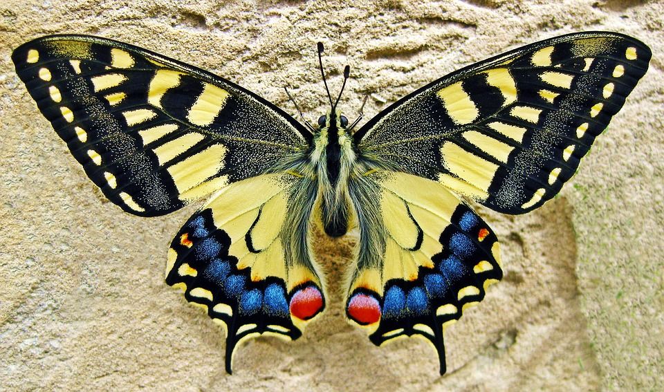 Papillon posé sur une fleur, symbole de connexion spirituelle