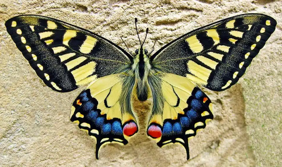 Papillon posé sur une fleur, symbole de connexion spirituelle