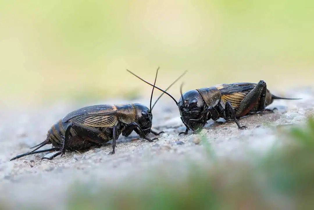 Invasion de grillons dans une ville argentine