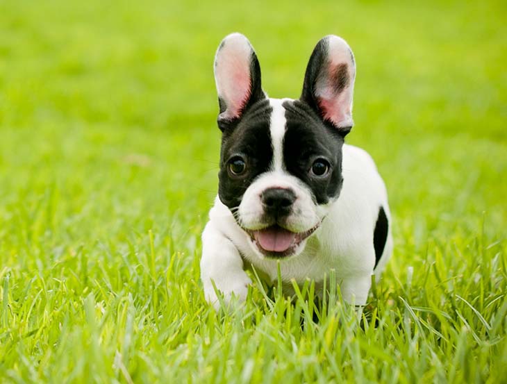 Bouledogue français