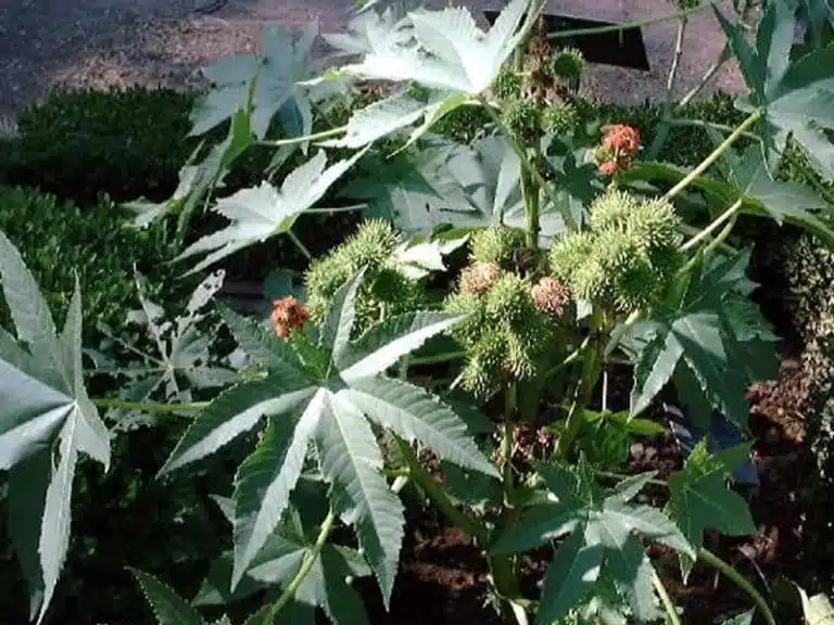 Application de feuilles sur la peau