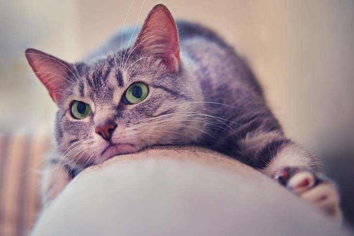 Un chat allongé sur le canapé